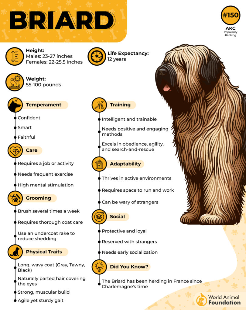 Briard