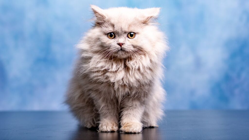 British Longhair