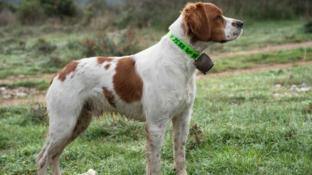Brittany-Spaniel-6