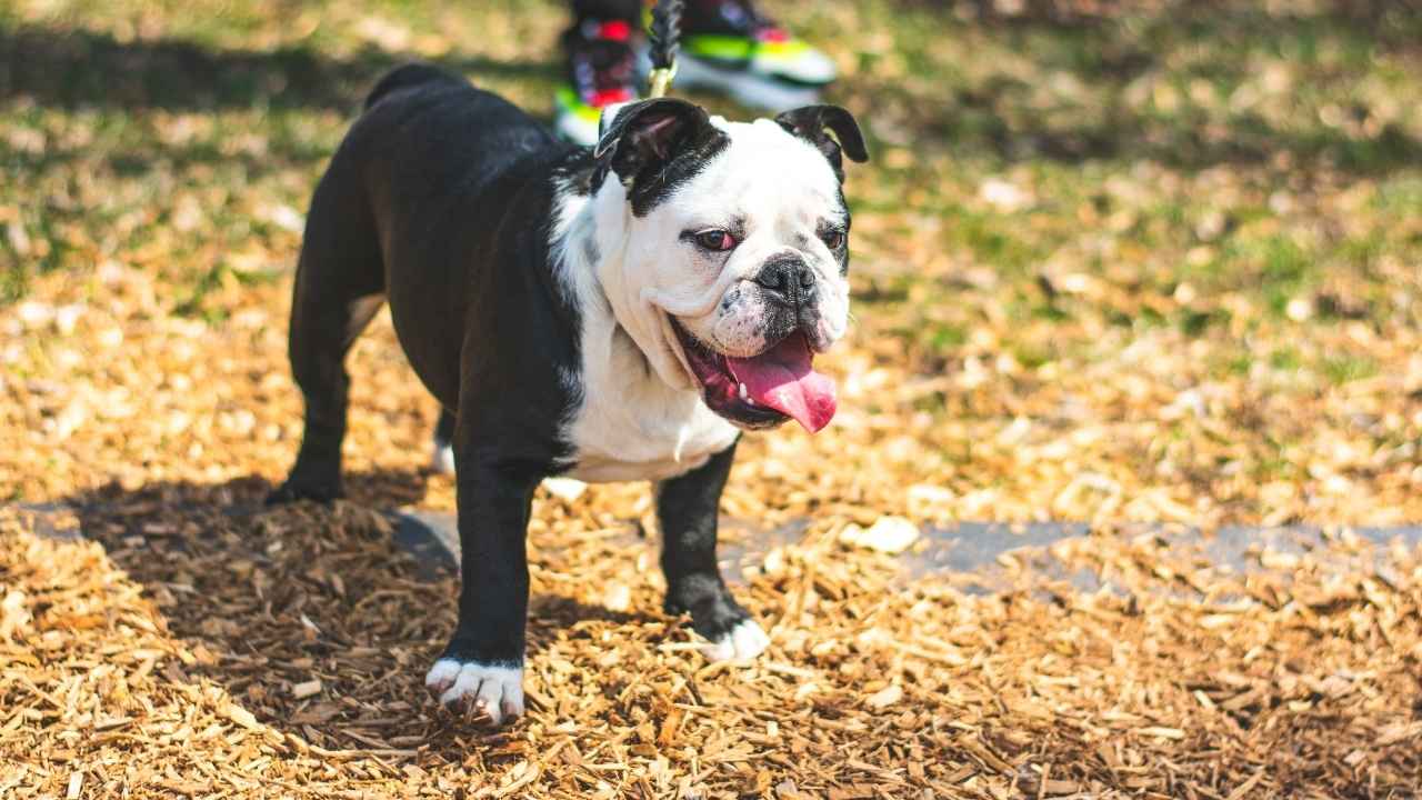 Bulldog