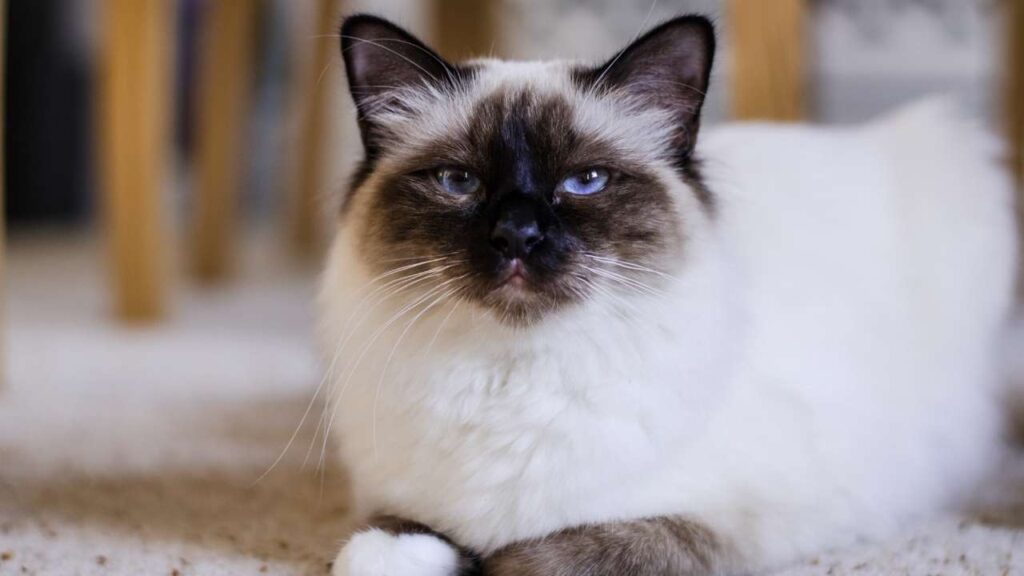 Burmese