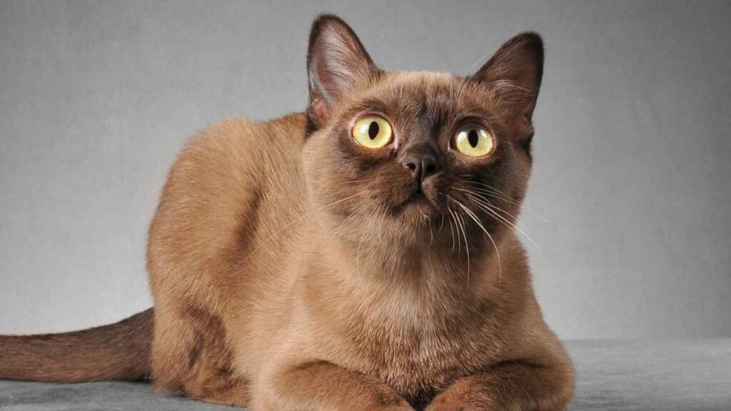 Burmese