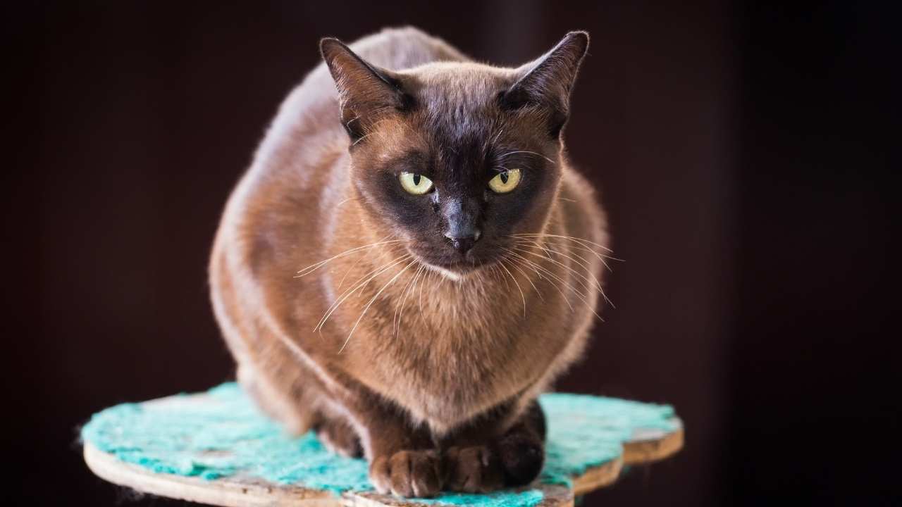 Burmese