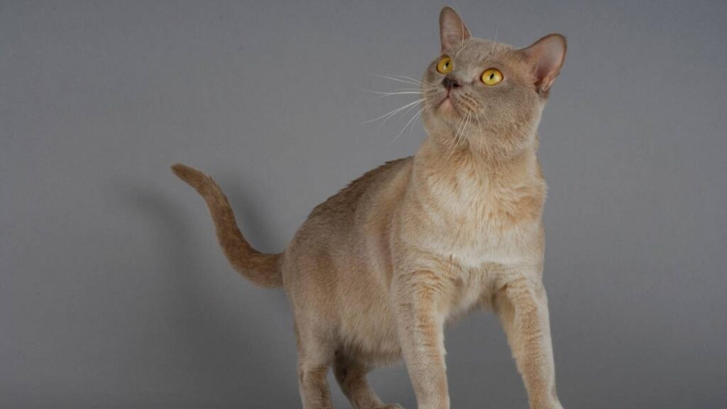 Burmese