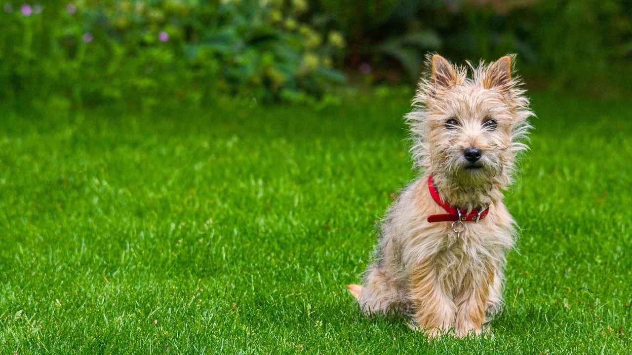 Cairn Terrier