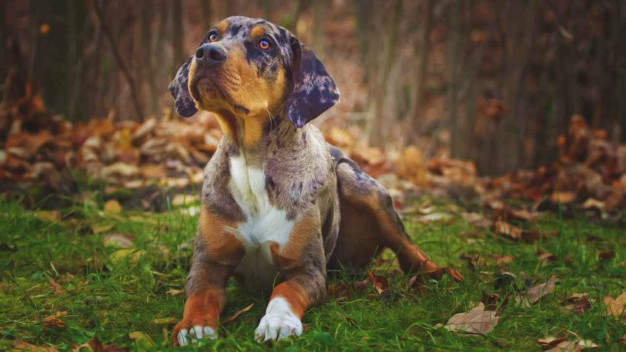 Catahoula Leopard Dog