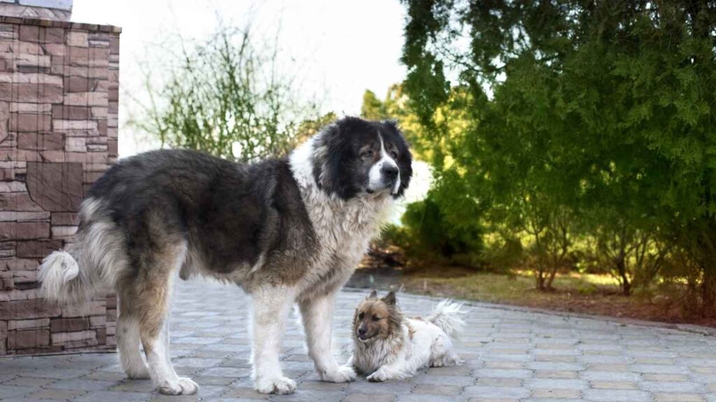 Caucasian Shepherd