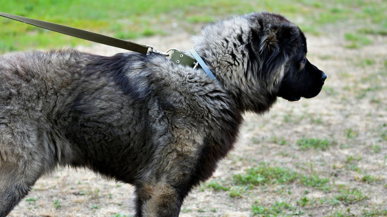 Caucasian Shepherd