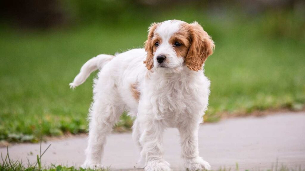 Cavachon-2
