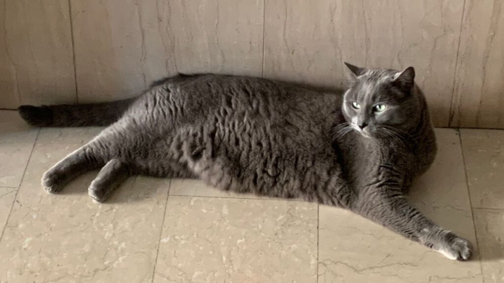 Chartreux cat