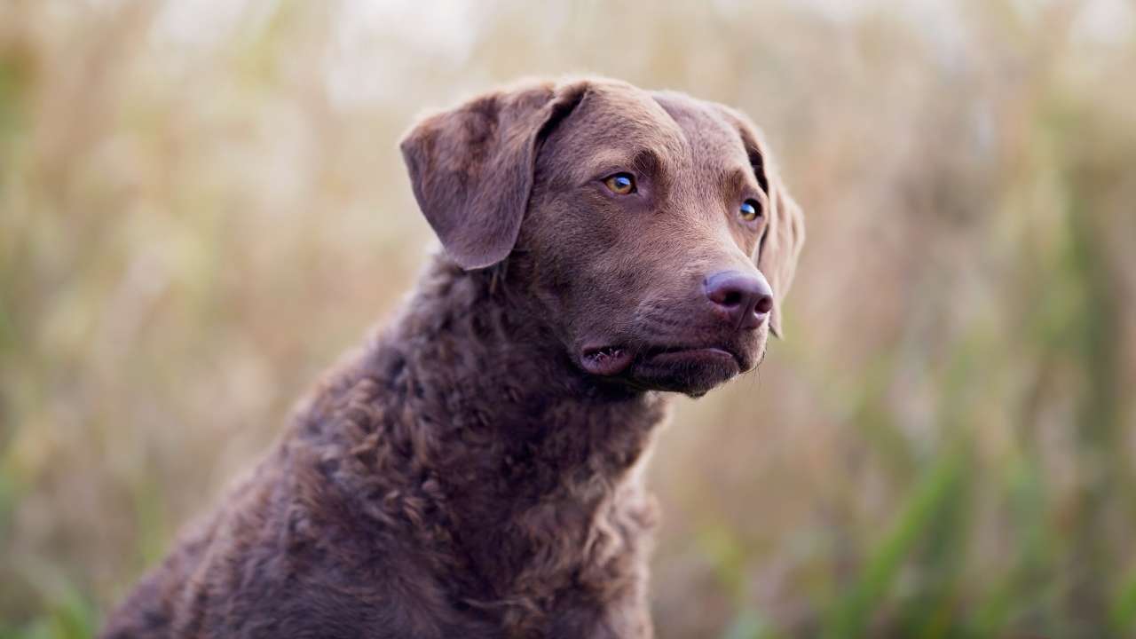 Chesapeake Bay Retriever