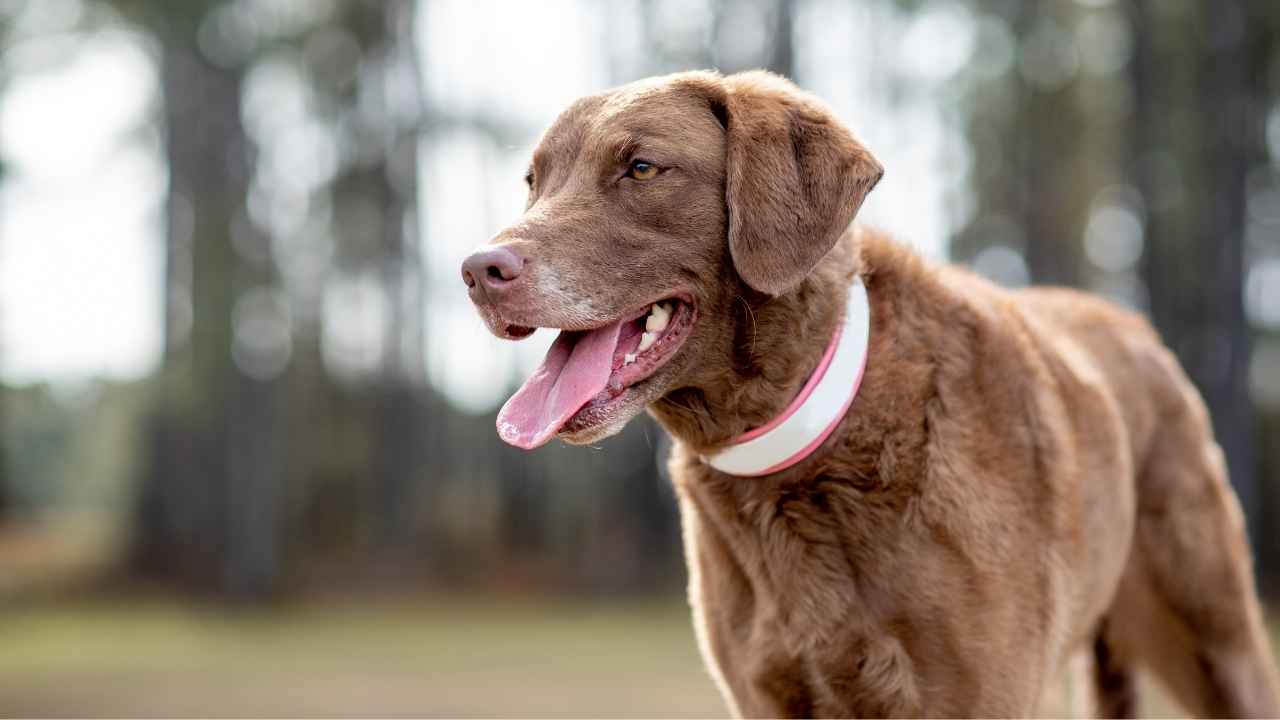 Chesapeake Bay Retriever