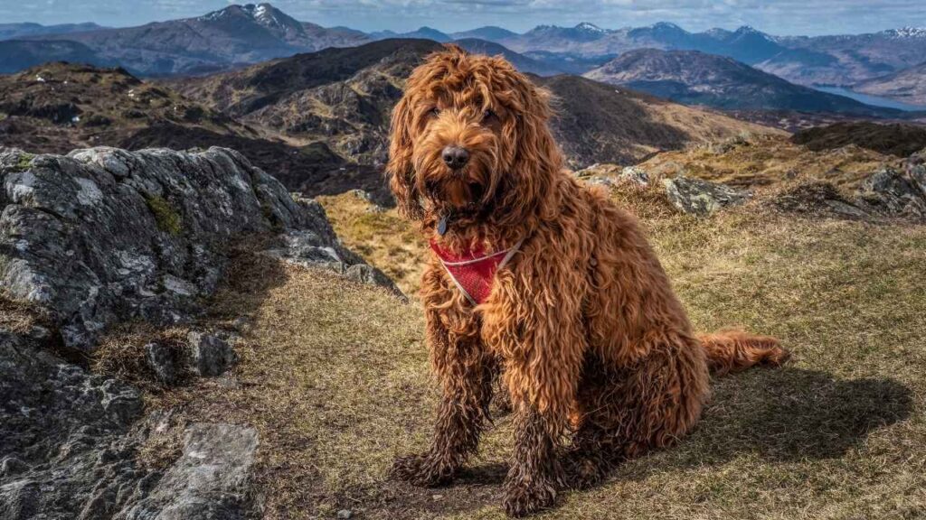 cockapoo