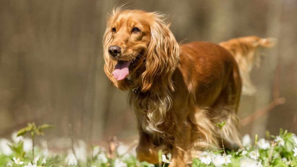 Cocker Spaniel