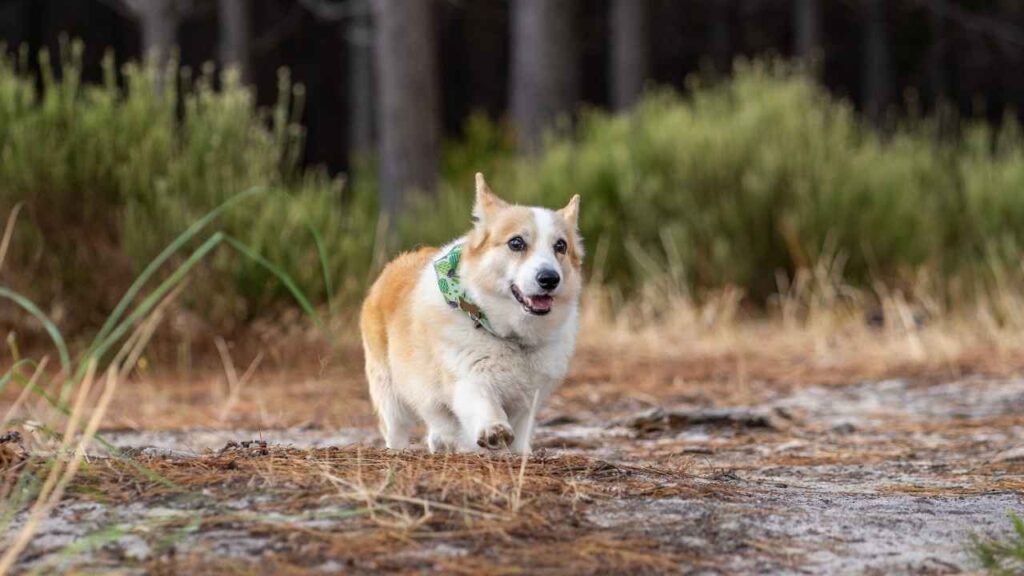 Corgidor