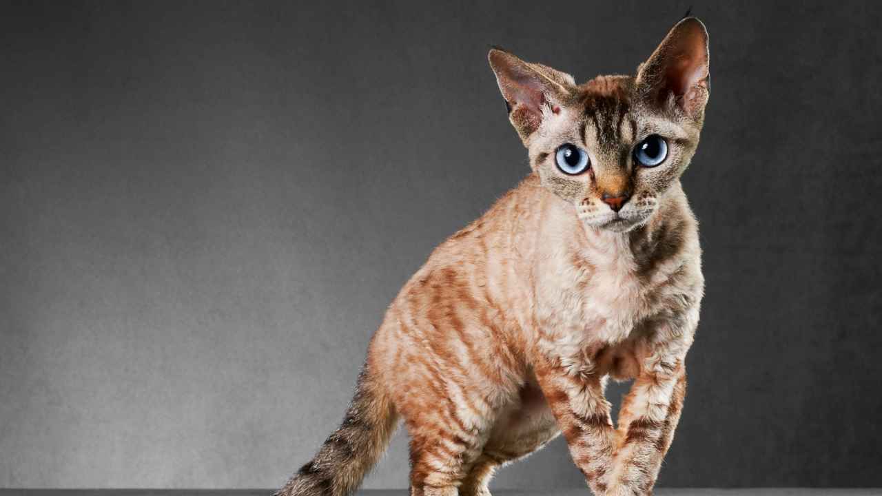 Cornish Rex