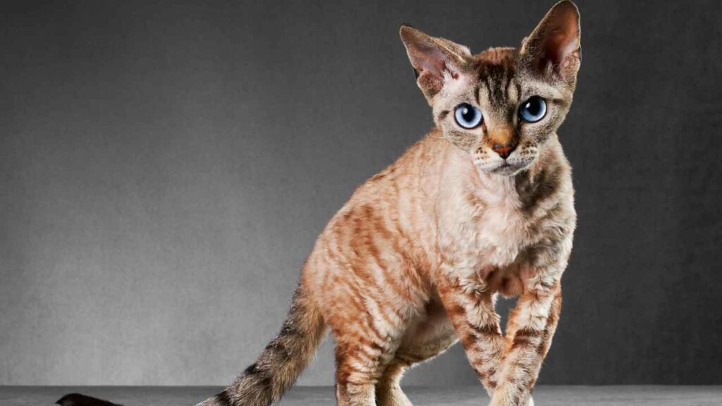 Cornish Rex
