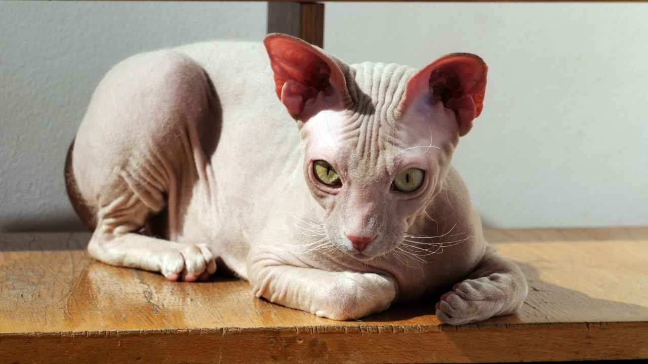 Cornish Rex