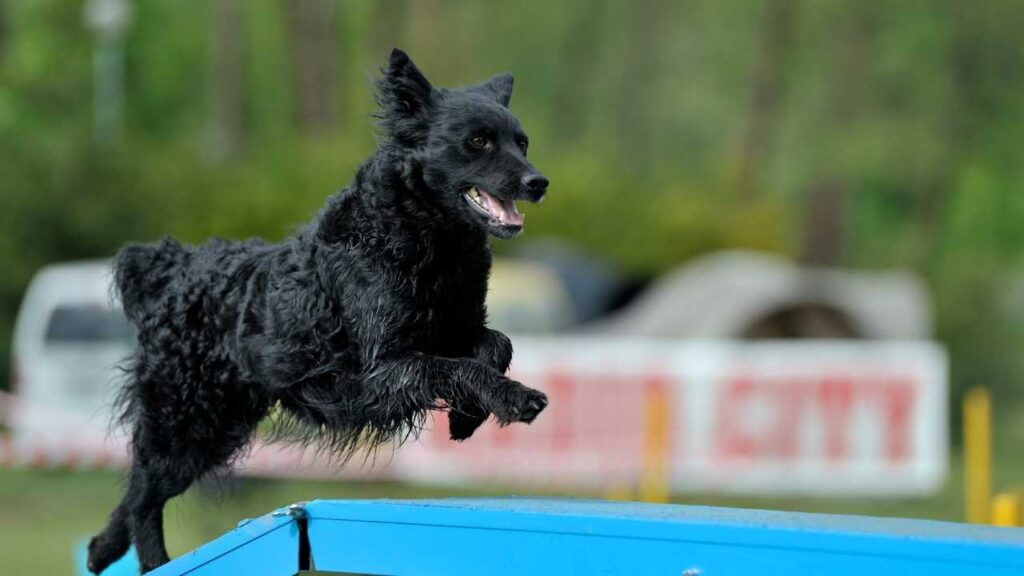 Croatian Sheepdog