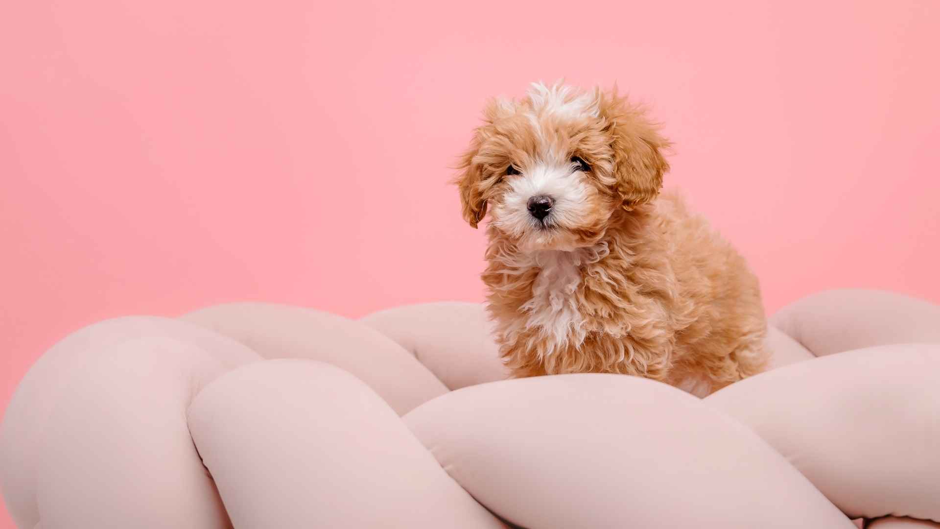 Cute toy dogs sales