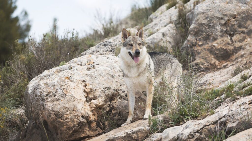 Czechoslovakian Vlcak