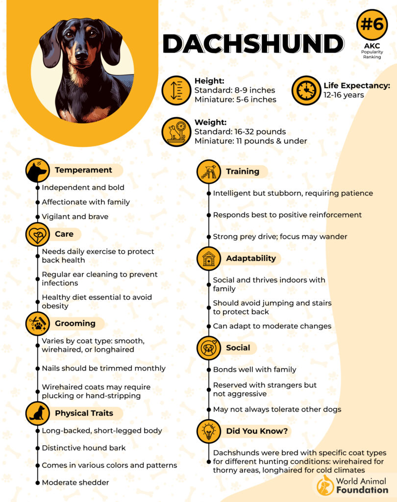 Dachshund
