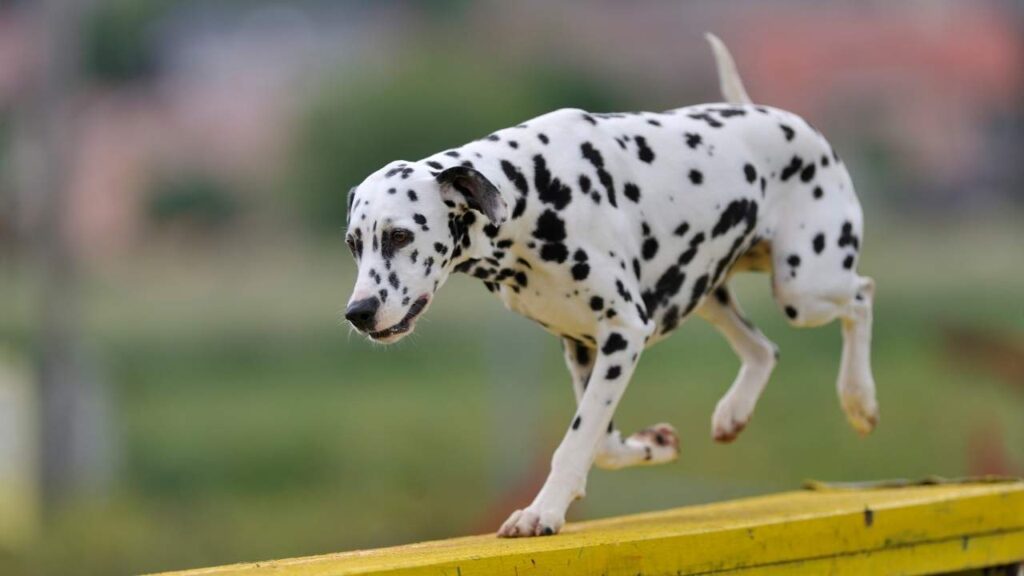 Dalmatian-9-2
