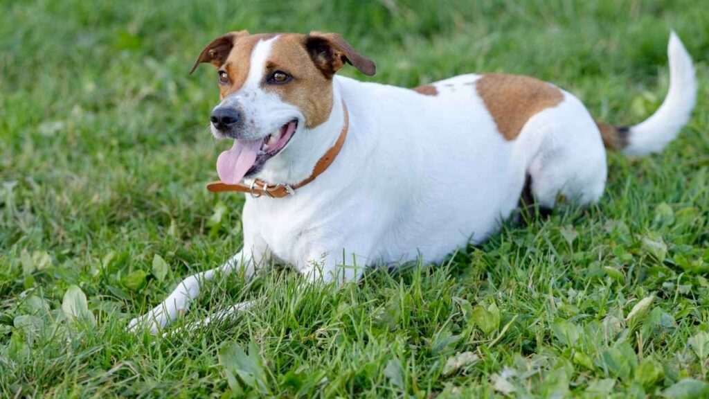 Danish–Swedish Farmdog