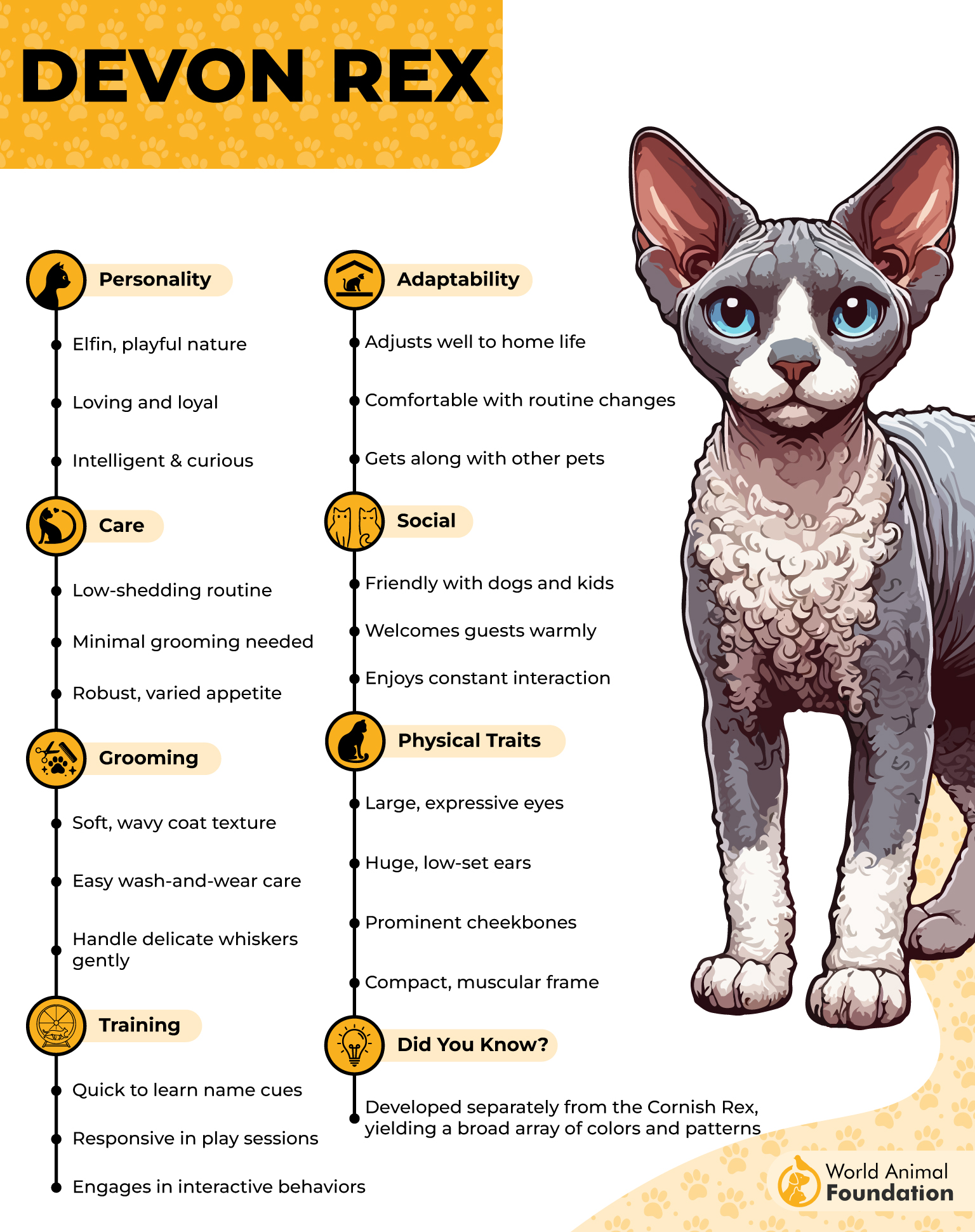 Devon Rex Profile
