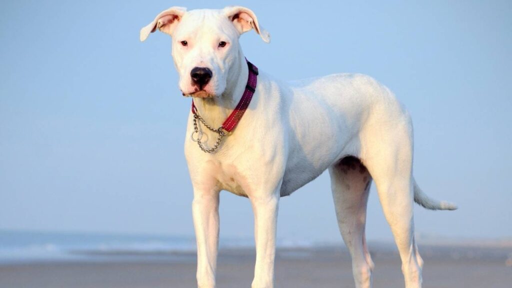 dogo argentino