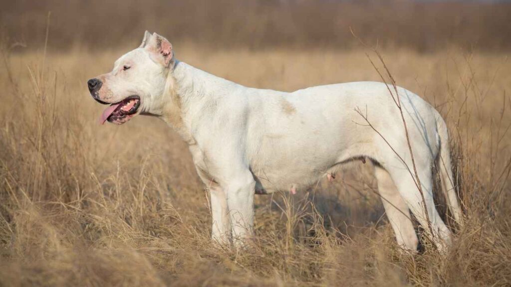 dogo argentino