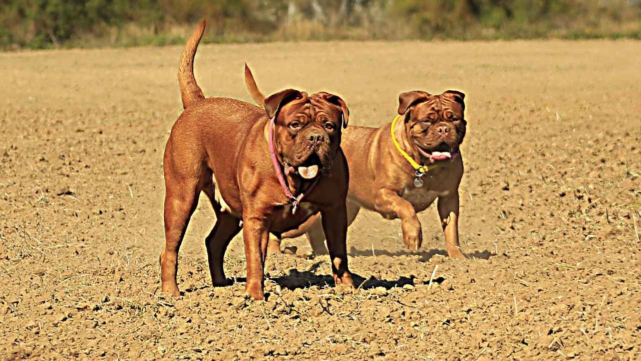 Dogue de Bordeaux