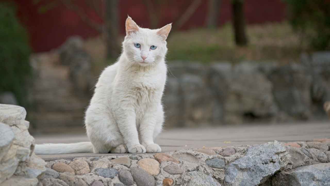 domestic shorthair