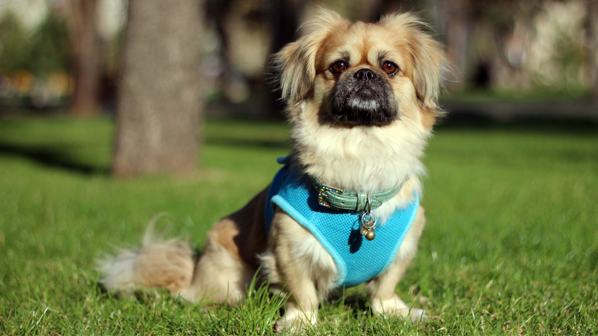 Dumbest Dog Breeds