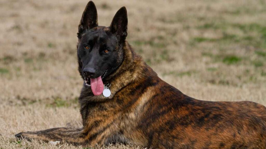 Dutch-Shepherd-4-1