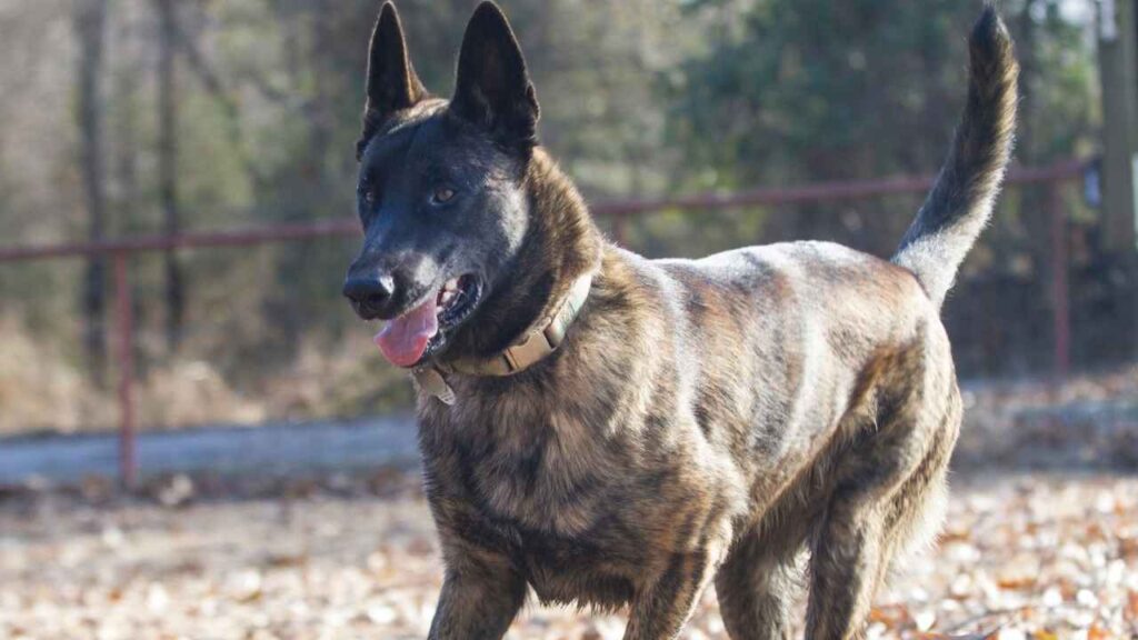 Dutch-Shepherd-9-2