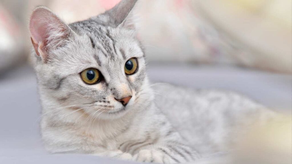 Egyptian Mau