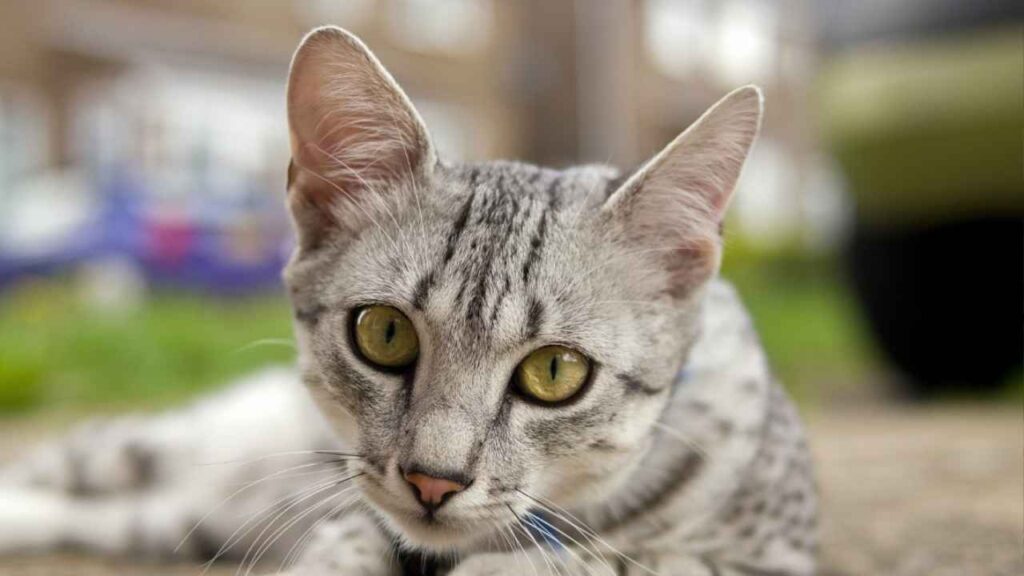 Egyptian Mau