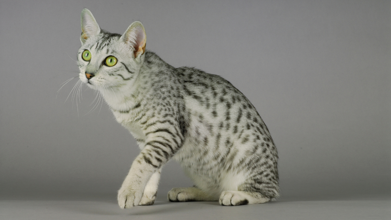 Egyptian Mau