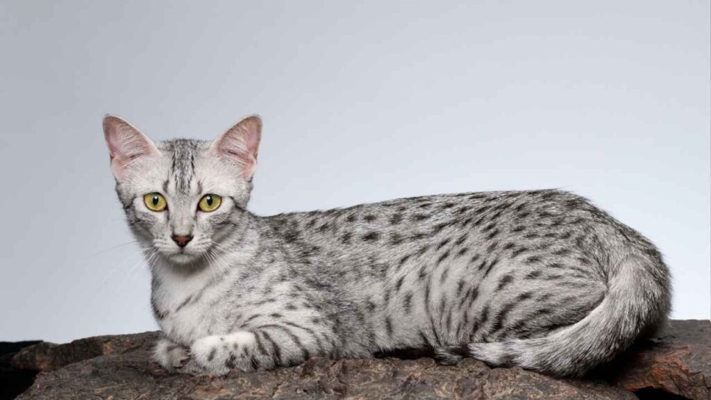 Egyptian Mau