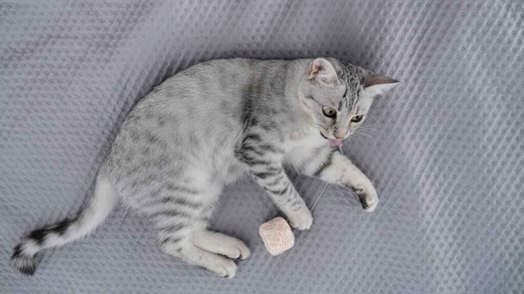 Egyptian Mau