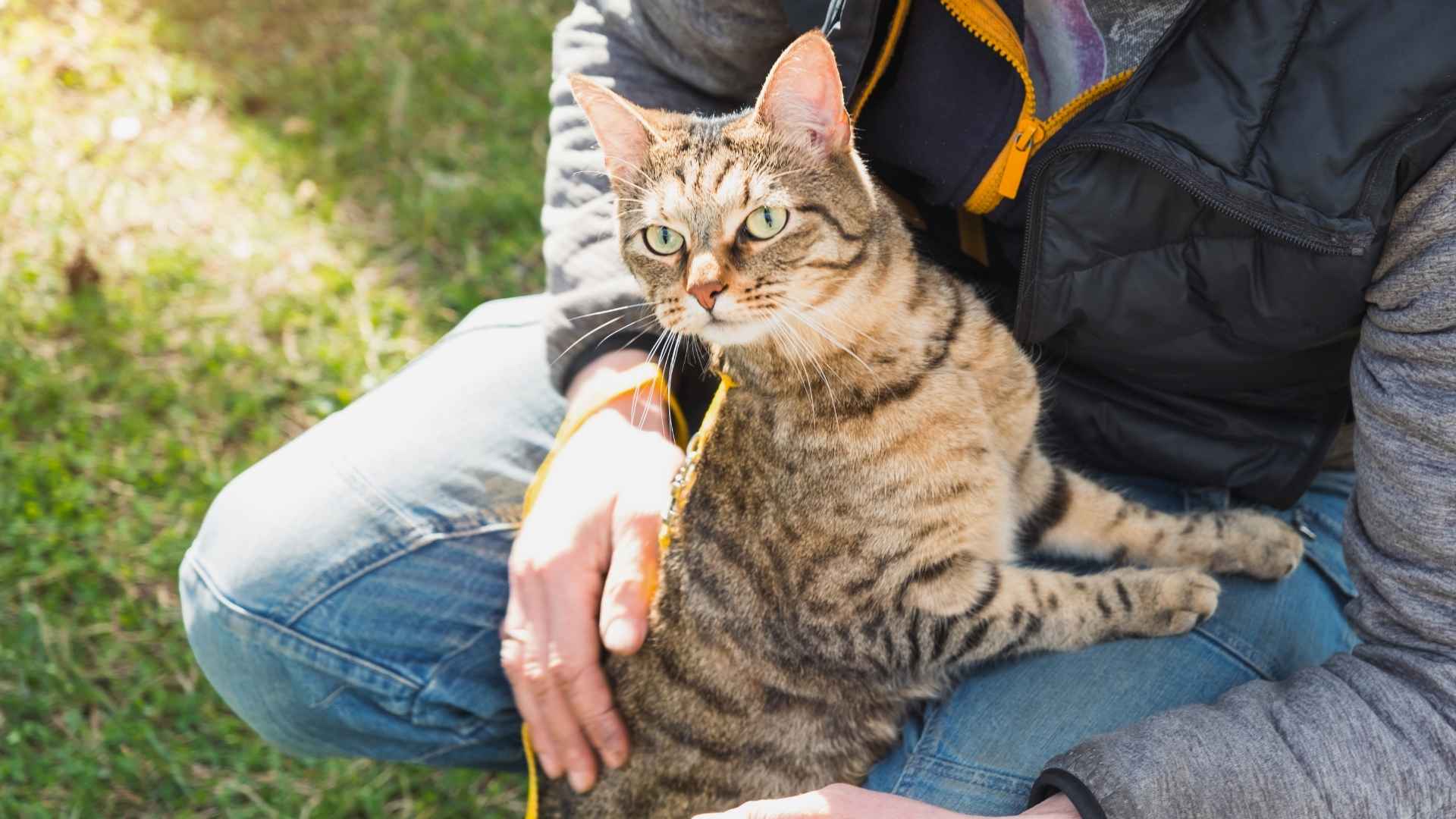 Sriped Pattern Cat Striped Cat Breeds