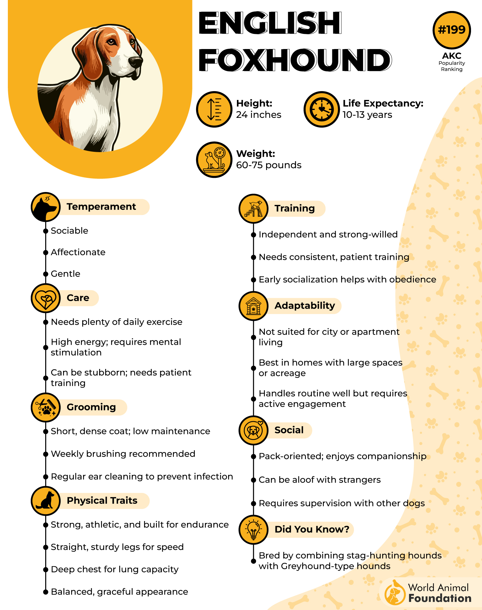 English Foxhound Profile
