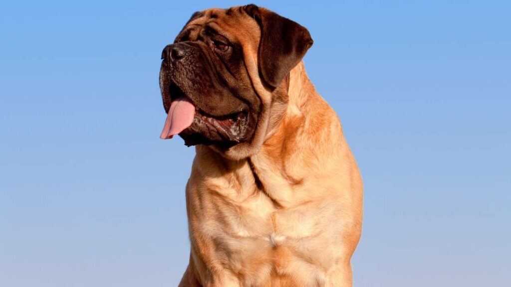 English-Mastiff-2-1