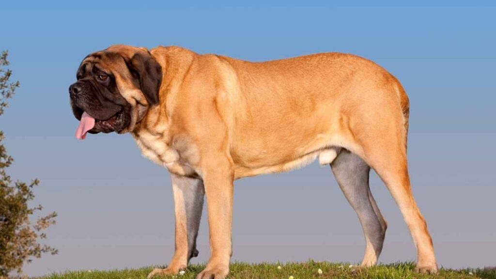 english mastiff