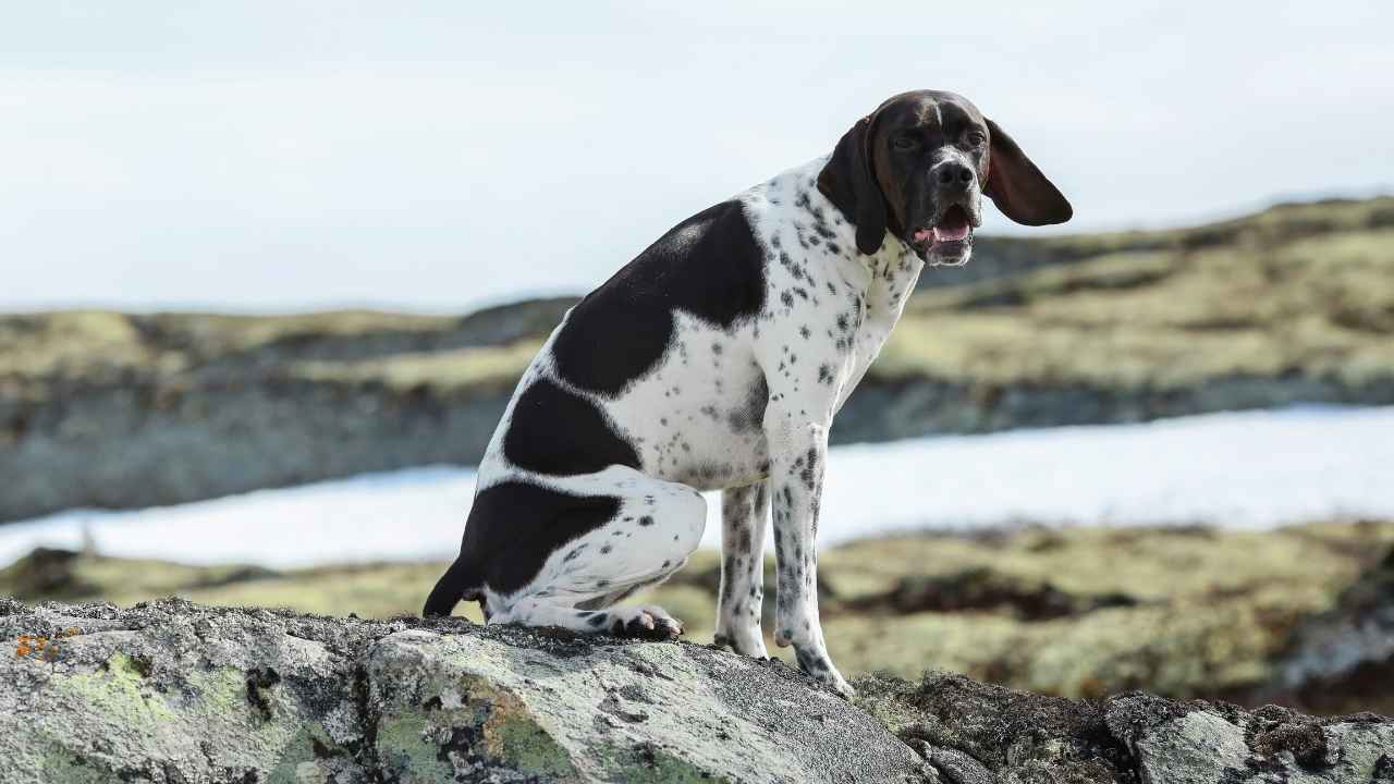 english pointer