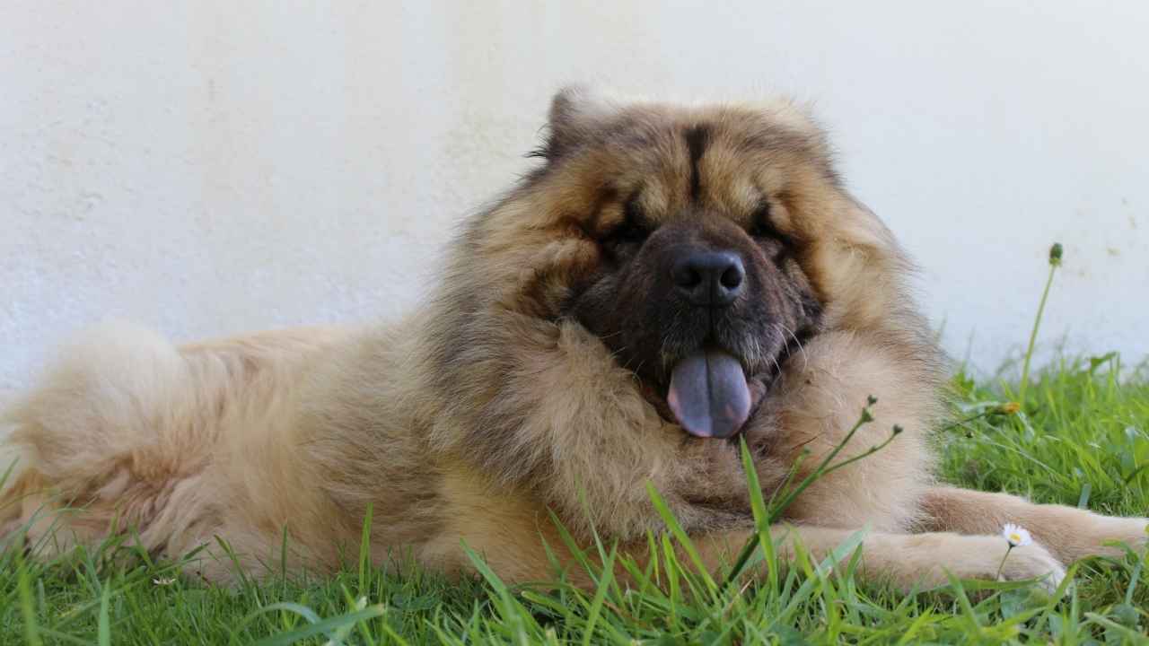 Eurasier