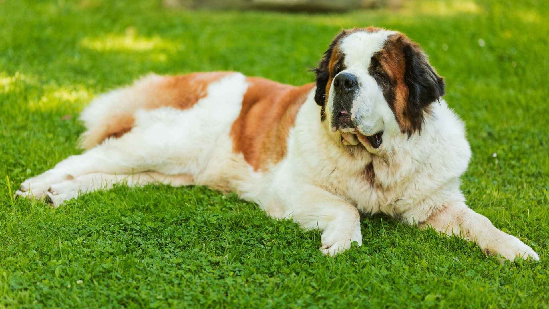 Extra-Large Dog