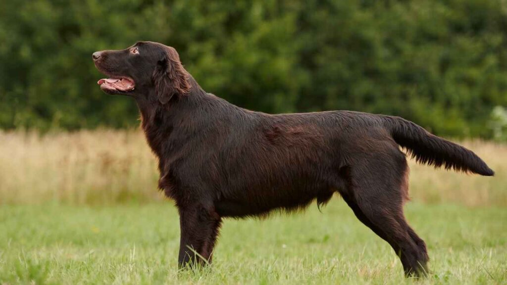 Flat Coated Retriever