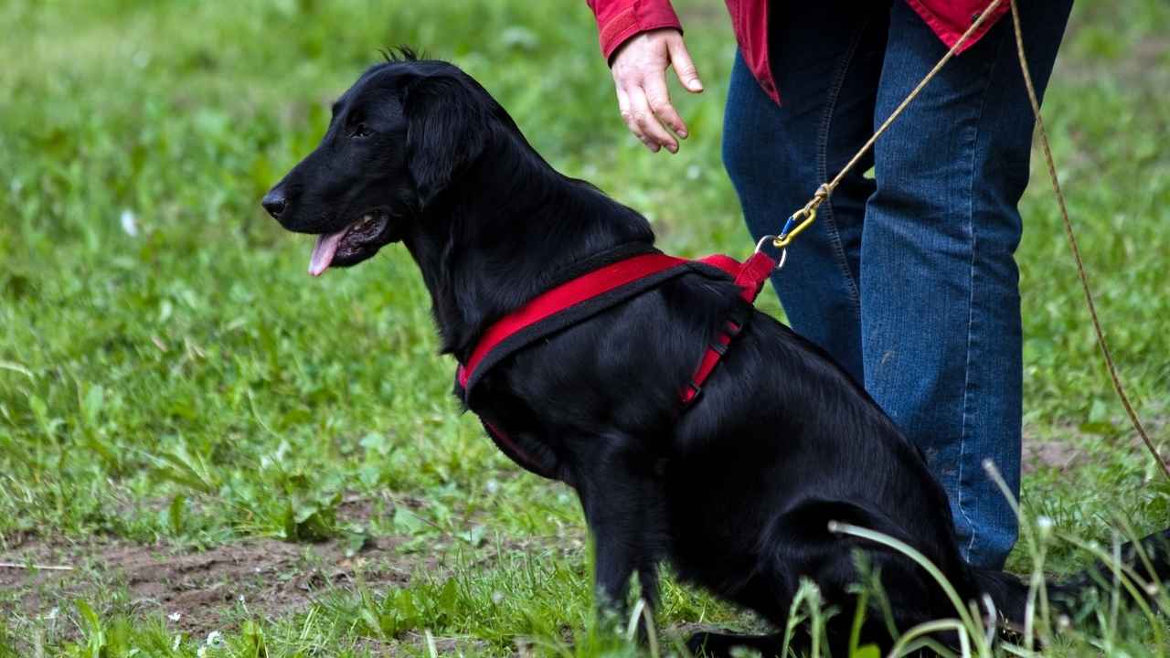 Flat-Coated Retriever